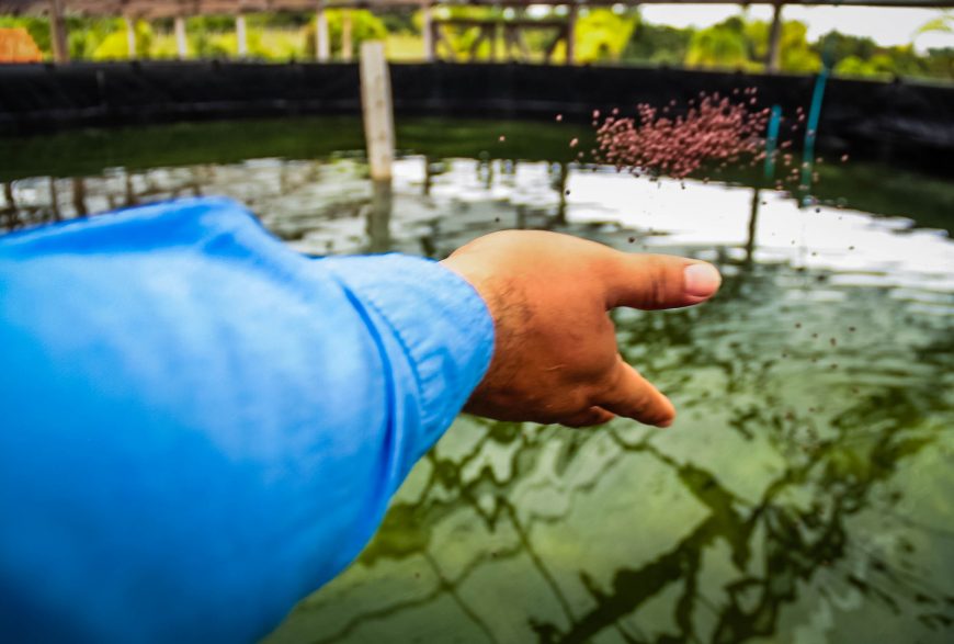 PROJETO DE PISCICULTURA AVANÇA NA FAZENDA FUTURO COM MAIS DE 500 ALEVINOS DE TAMBAQUI - News Rondônia