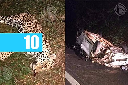 FAMÍLIA DE ARIQUEMES FICA FERIDA APÓS ATROPELAR ONÇA EM RODOVIA E RECEBE ATENDIMENTO EM HOSPITAL DE VILHENA - News Rondônia