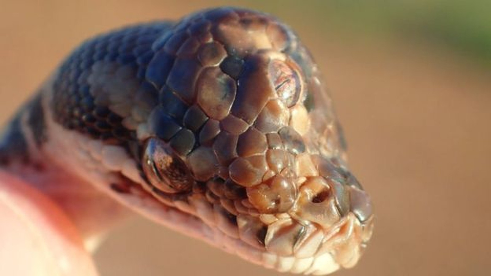 COBRA DE TRÊS OLHOS MORRE APÓS SER ENCONTRADA EM RODOVIA - News Rondônia