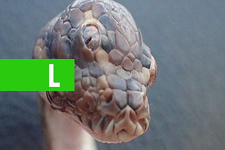 COBRA DE TRÊS OLHOS MORRE APÓS SER ENCONTRADA EM RODOVIA - News Rondônia