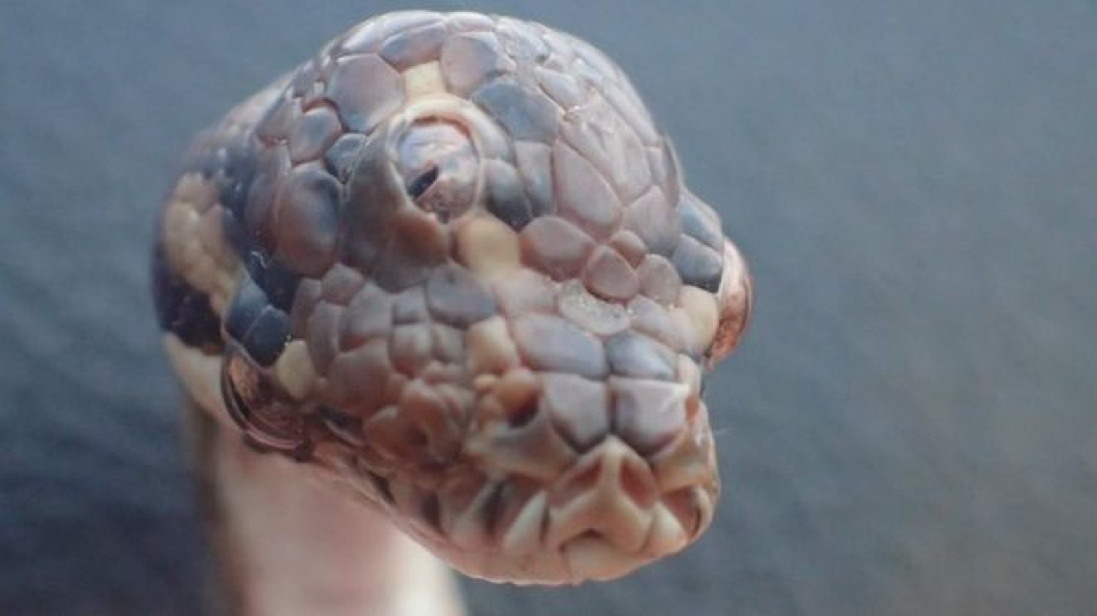 COBRA DE TRÊS OLHOS MORRE APÓS SER ENCONTRADA EM RODOVIA - News Rondônia