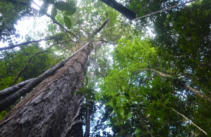 Aumento nas emissões de carbono pode reduzir em 12% volume de chuvas nos 9 países da Amazônia, diz estudo - News Rondônia