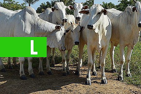 BRASIL RECEBE CERTIFICAÇÃO DE PAÍS LIVRE DA FEBRE AFTOSA COM VACINAÇÃO - News Rondônia