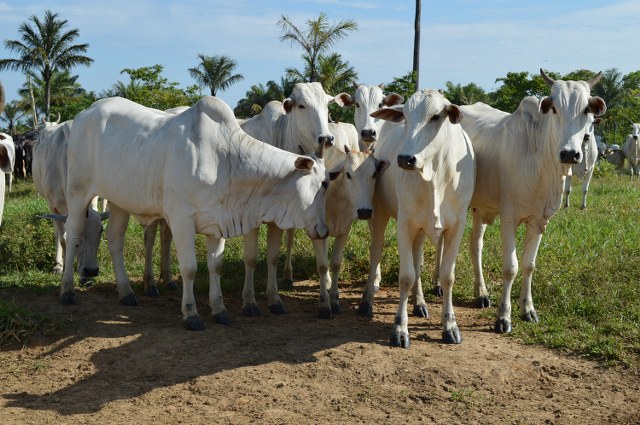 BRASIL RECEBE CERTIFICAÇÃO DE PAÍS LIVRE DA FEBRE AFTOSA COM VACINAÇÃO - News Rondônia