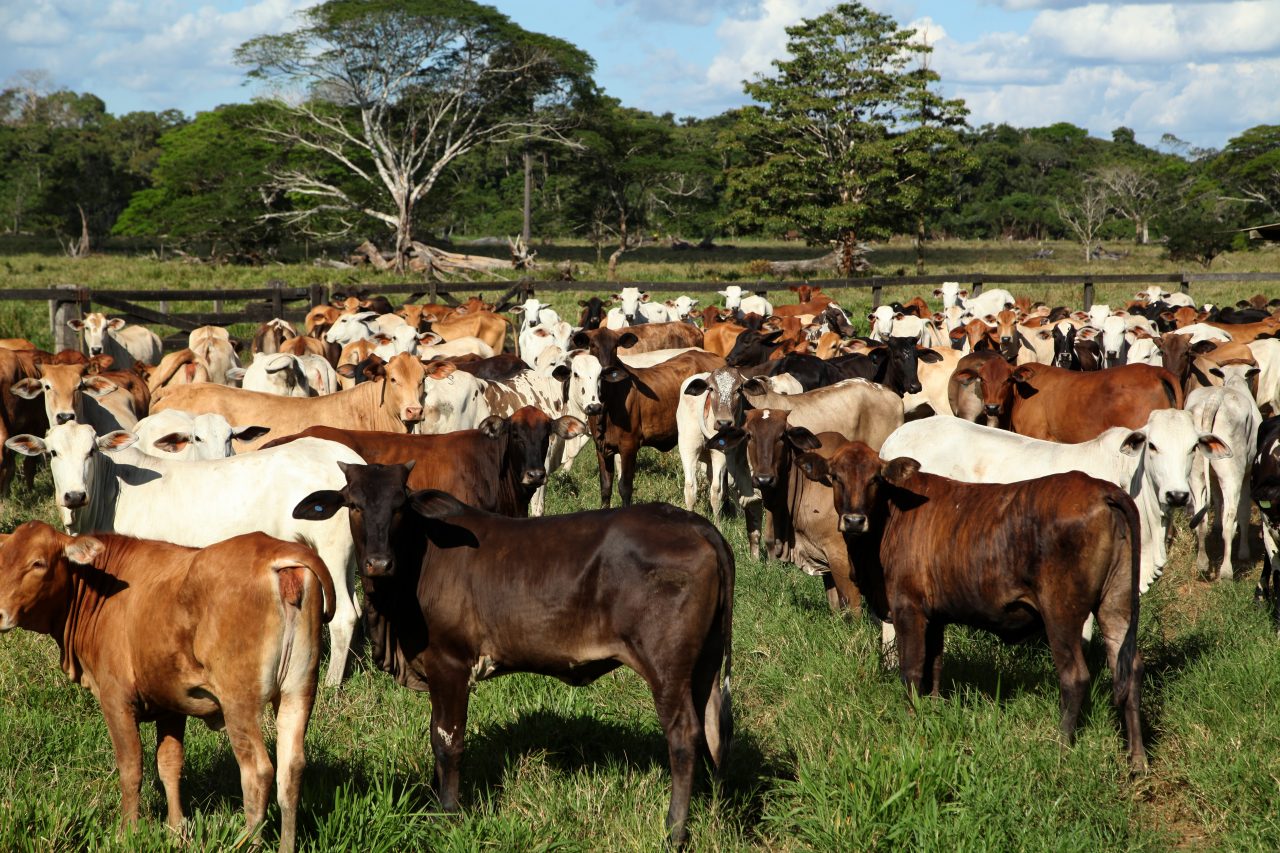 O AGRONEGÓCIO VEM TRANSFORMANDO A PONTA DO ABUNÃ EM RONDÔNIA - News Rondônia