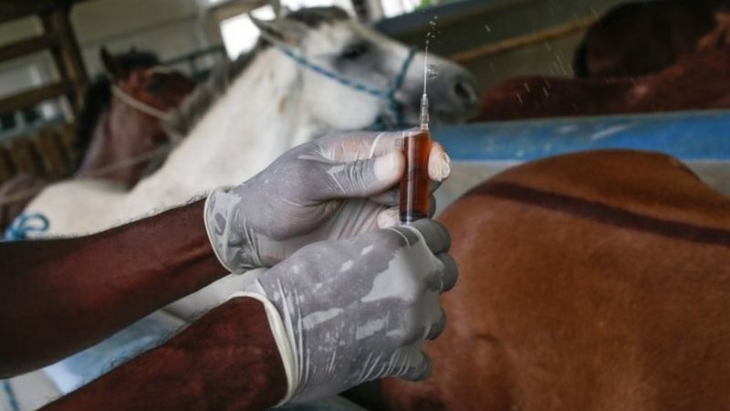 Covid-19: o que se sabe sobre soro desenvolvido e em fase de testes pelo Butantan - News Rondônia