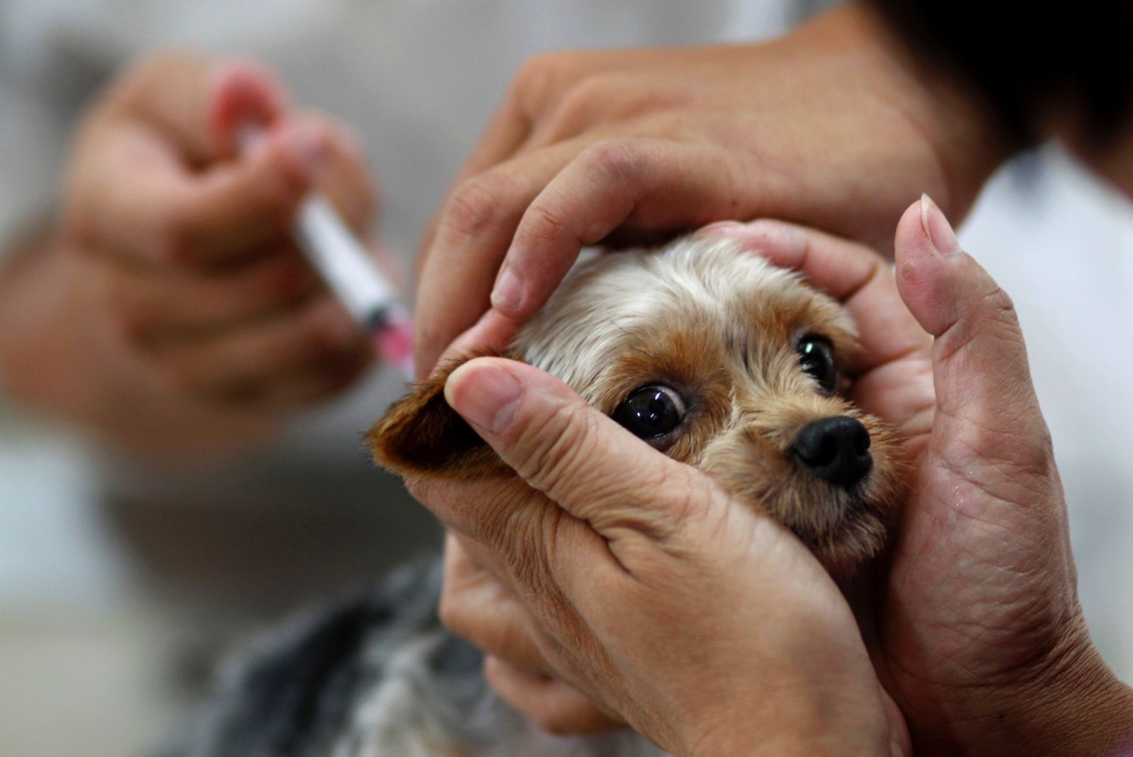 Campanha de vacinação contra raiva para cães e gatos inicia nesta segunda-feira em Porto Velho - News Rondônia