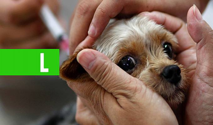 Campanha de vacinação contra raiva para cães e gatos inicia nesta segunda-feira em Porto Velho - News Rondônia