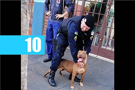 SEM USAR ARMA, SARGENTO DA PM CONSEGUE DOMINAR PIT BULL QUE ASSUSTAVA PESSOAS - News Rondônia