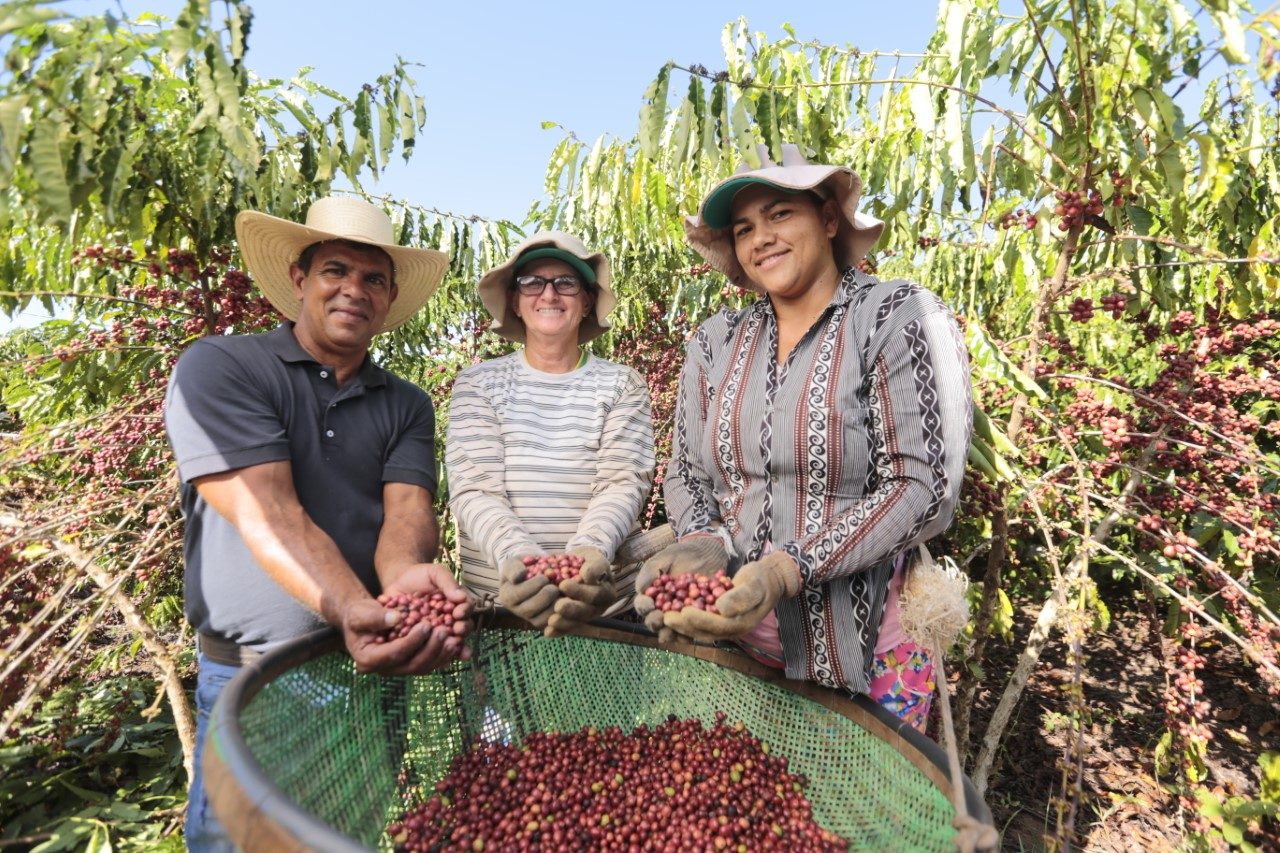 GOVERNO ENTREGA MUDAS DE CAFÉ ROBUSTA PARA 44 MUNICÍPIOS DE RONDÔNIA - News Rondônia