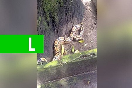 COBRA É FLAGRADA POR MORADORES NO CENTRO DE BELÉM (PA) - News Rondônia