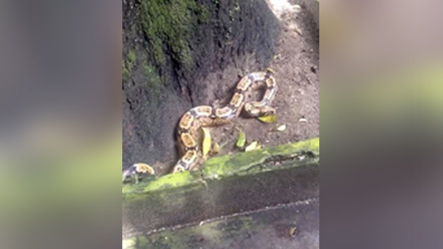 COBRA É FLAGRADA POR MORADORES NO CENTRO DE BELÉM (PA) - News Rondônia