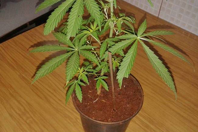 Polícia prende rapaz de 19 anos que tinha a própria 'lavoura' de maconha em casa para vender - News Rondônia