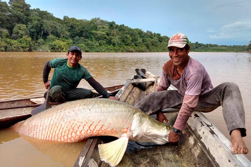 Autoridades querem saber como um pirarucu da Amazônia foi parar nos Estados Unidos - News Rondônia