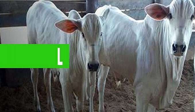 EM CEREJEIRAS, EMATER REALIZA DIA DE PECUÁRIA LEITEIRA E 1ª FEIRA DA AGRICULTURA FAMILIAR - News Rondônia