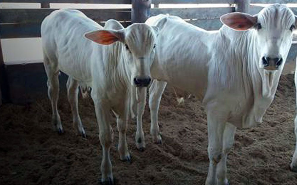 EM CEREJEIRAS, EMATER REALIZA DIA DE PECUÁRIA LEITEIRA E 1ª FEIRA DA AGRICULTURA FAMILIAR - News Rondônia