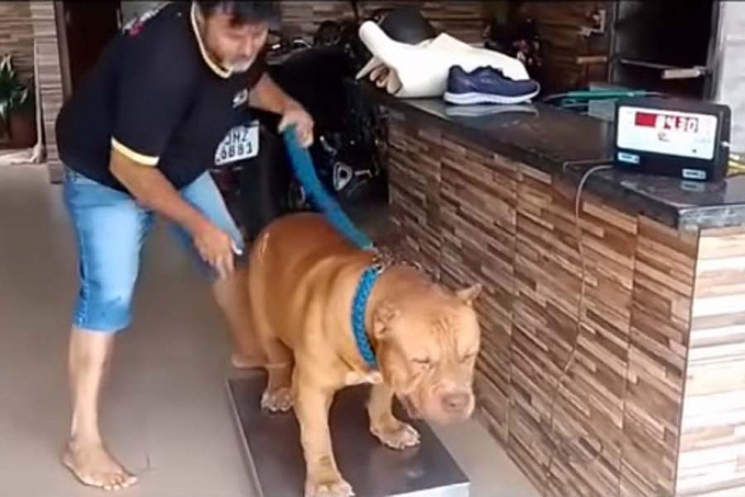 Pit bull de Vilhena desbanca 'rival' de Porto Velho e é candidato a entrar para o Guiness Book como um dos maiores do mundo - News Rondônia