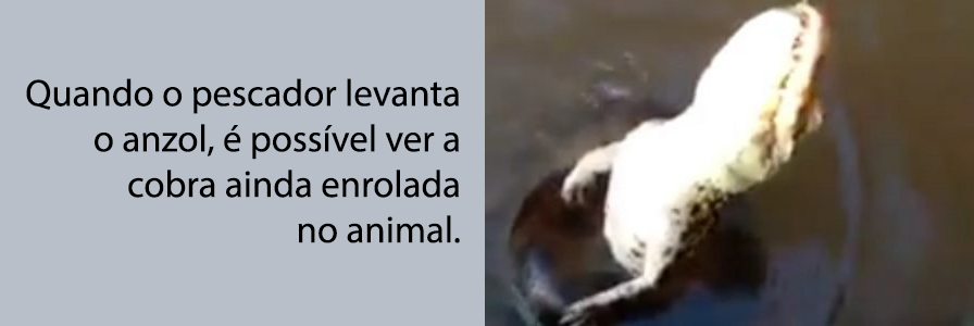 VÍDEO: Jacaré fica preso em anzol e morre enrolado por sucuri gigante - News Rondônia