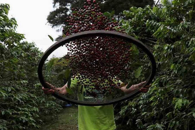 Conab estima produção de café em 49 milhões de sacas - News Rondônia