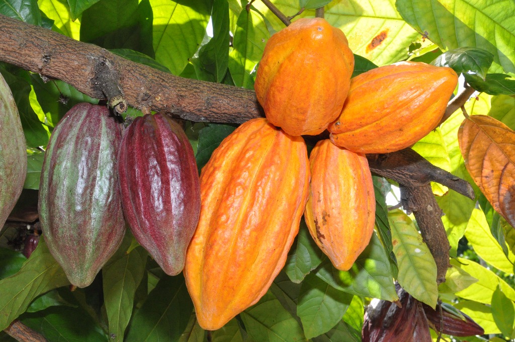 CACAUICULTURA - Produtores de Cacau serão apoiados pelo Sebrae - News Rondônia