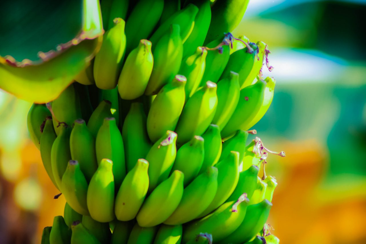 PRIMEIRO FESTIVAL DE BANANA COMEÇA NESTA SEXTA-FEIRA, EM PORTO VELHO - News Rondônia