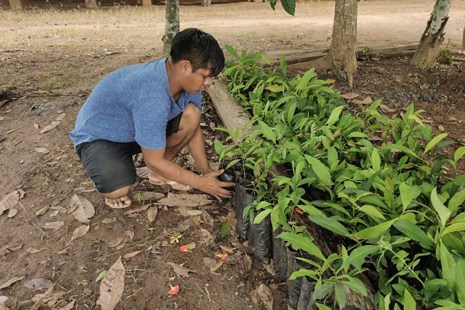 Sedam realiza Oficina de Capacitação ao plantio de mudas de castanheiras na comunidade indígena Sete de Setembro - News Rondônia