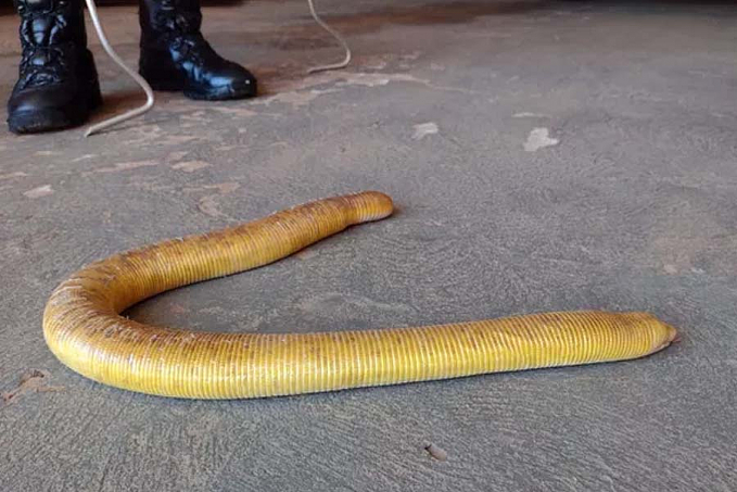 Moradora encontra cobra-cega de quase 1 metro em casa em Mato Grosso - News Rondônia