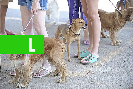 'HUMANIZAÇÃO' DE ANIMAIS DE ESTIMAÇÃO GERA NEGÓCIOS BILIONÁRIOS - News Rondônia