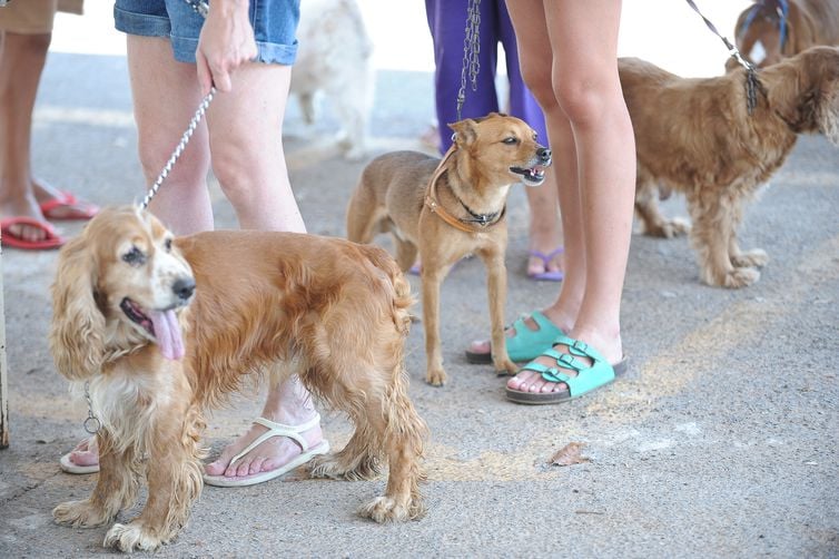 'HUMANIZAÇÃO' DE ANIMAIS DE ESTIMAÇÃO GERA NEGÓCIOS BILIONÁRIOS - News Rondônia