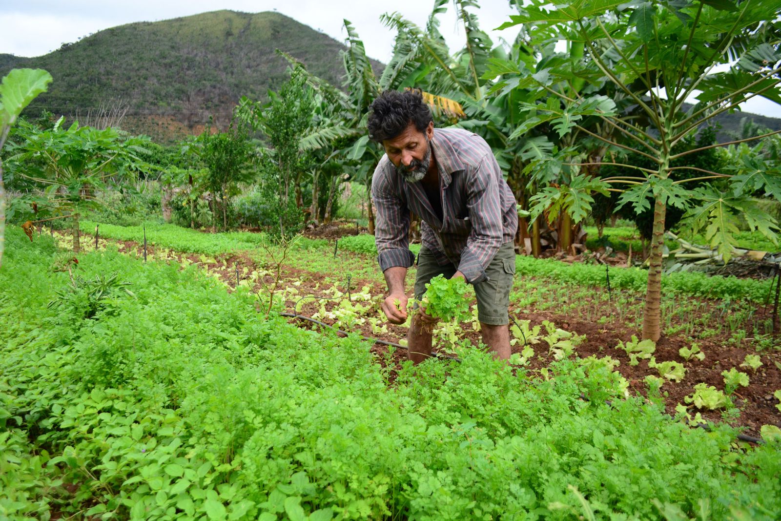 Em ano de pandemia, Conab garante R$ 7 mil por agricultor familiar por meio do PAA - News Rondônia