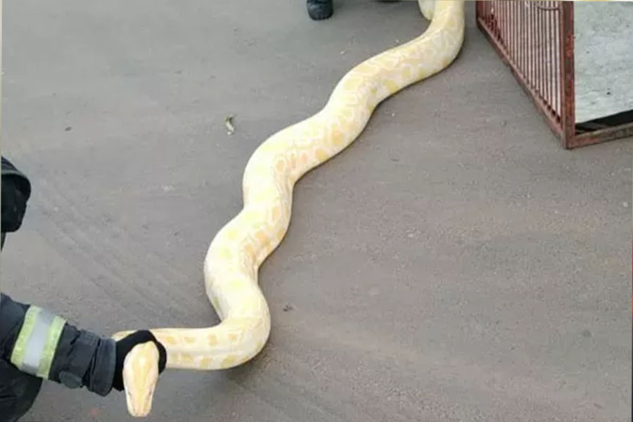 Cobra píton albina de mais de 2 metros é capturada dentro de casa - News Rondônia