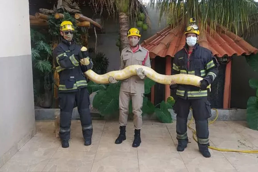 Cobra píton albina de mais de 2 metros é capturada dentro de casa - News Rondônia