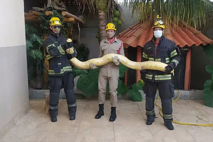 Cobra píton albina de mais de 2 metros é capturada dentro de casa - News Rondônia