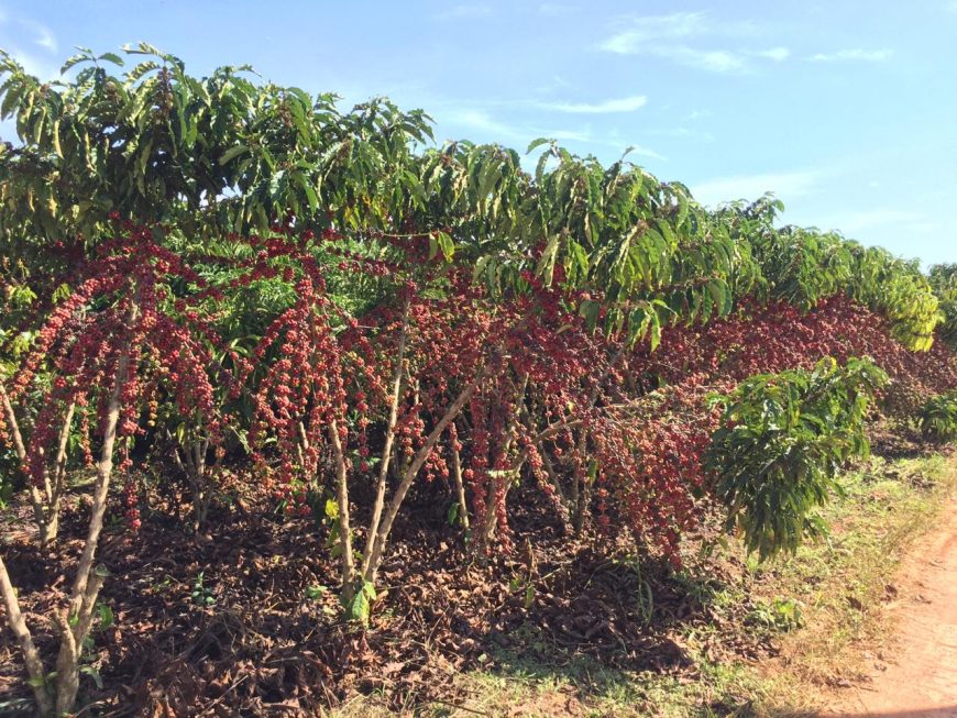Colheita do Café inicia em Rondônia; lavouras apresentam maturação adiantada neste período - News Rondônia