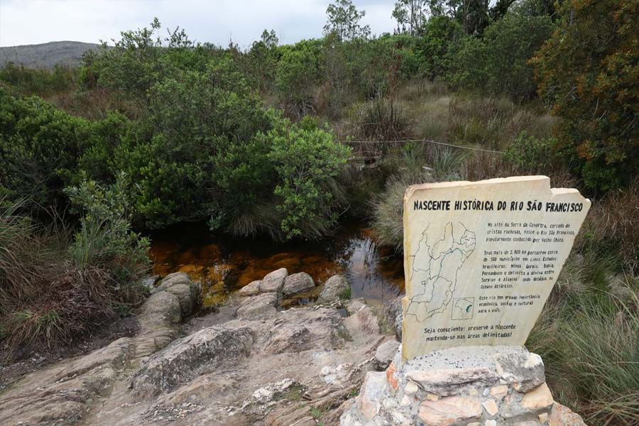 Caixa ajudará a plantar 600 mil árvores em dois estados - News Rondônia