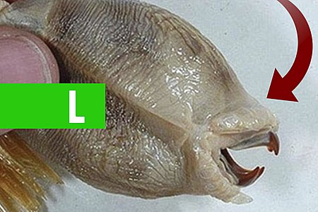 SE VOCÊ ENCONTRAR ALGO ASSIM FUJA RÁPIDO - News Rondônia