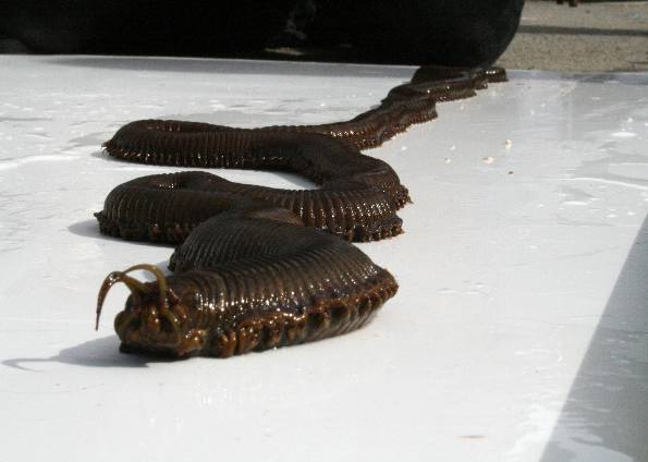 SE VOCÊ ENCONTRAR ALGO ASSIM FUJA RÁPIDO - News Rondônia