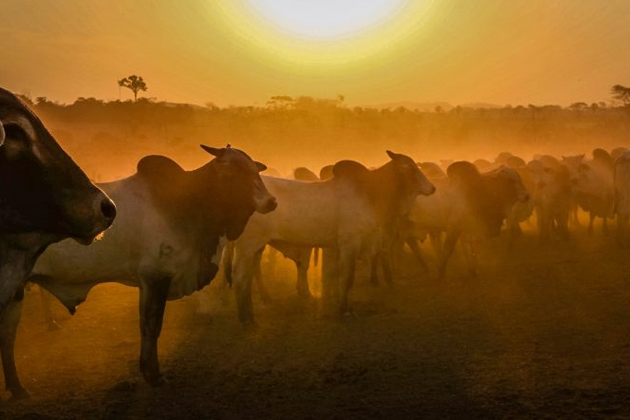 RETROSPECTIVA 2021 - Ações desenvolvidas pela Idaron resultaram em avanço qualitativo na produção pecuária e agrícola de Rondônia - News Rondônia