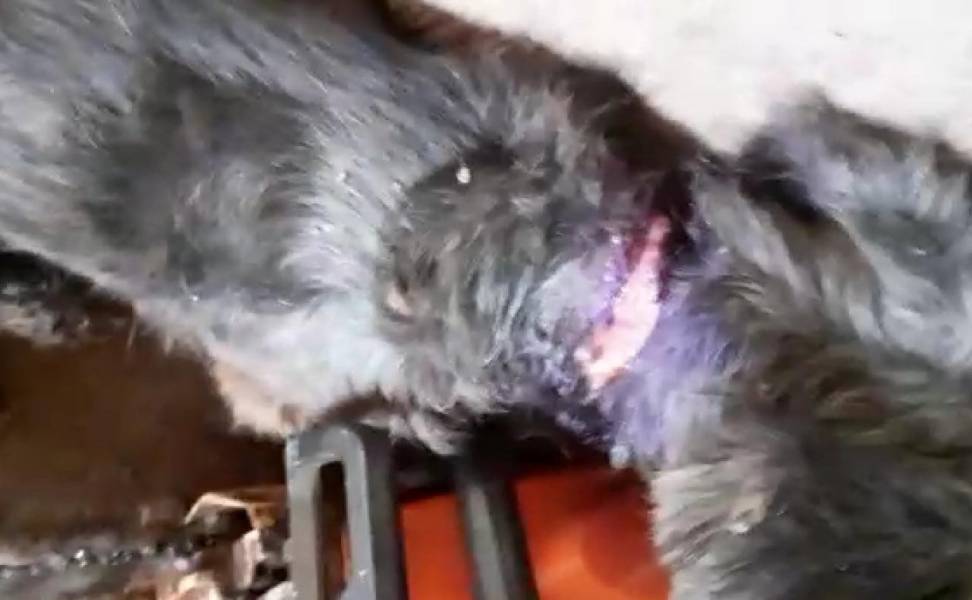 VÍDEO REVOLTANTE: cadelinha é abandonada 'para morrer', mas acaba resgatada por filho de feirante em Colorado do Oeste - News Rondônia