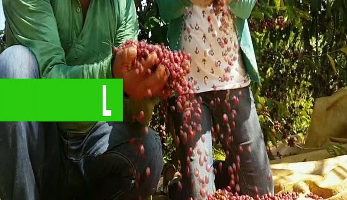 ÍNDIOS DE RO PRODUZEM CAFÉ COM QUALIDADE DE EXPORTAÇÃO DE MANEIRA SUSTENTÁVEL - News Rondônia