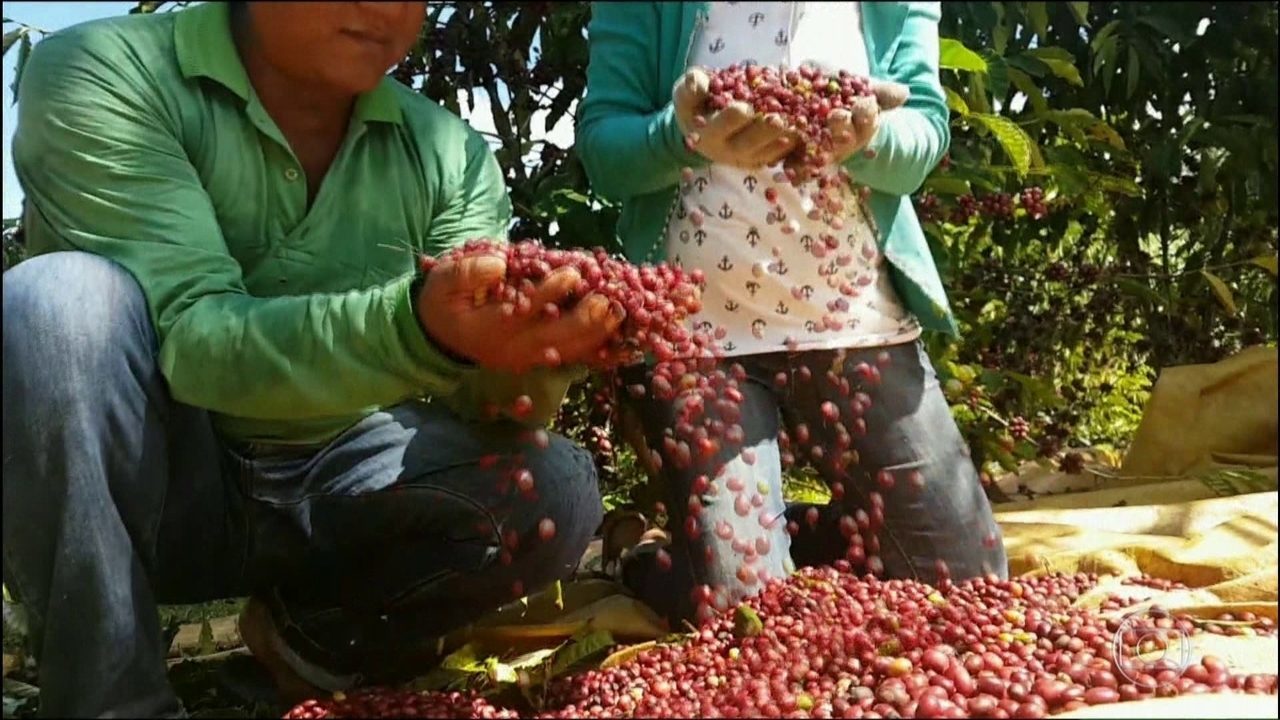 ÍNDIOS DE RO PRODUZEM CAFÉ COM QUALIDADE DE EXPORTAÇÃO DE MANEIRA SUSTENTÁVEL - News Rondônia