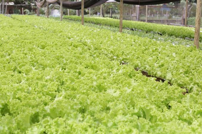 Semagri recebe verba estadual para aquisição de alimentos de produtores - News Rondônia