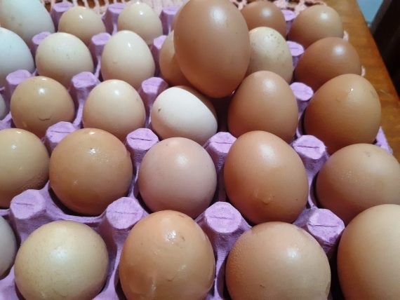 PEQUENO PRODUTOR DE JI-PARANÁ INICIA IMPLANTAÇÃO DE GRANJA DE POSTURA - News Rondônia