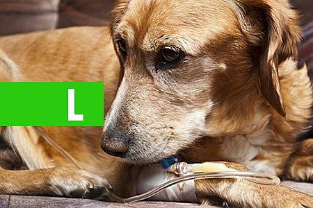 SURTO DE DOENÇA TRANSMITIDA POR VÍRUS MATA CÃES EM VÁRIOS BAIRROS DE VILHENA E LOTA CLÍNICA VETERINÁRIA - News Rondônia
