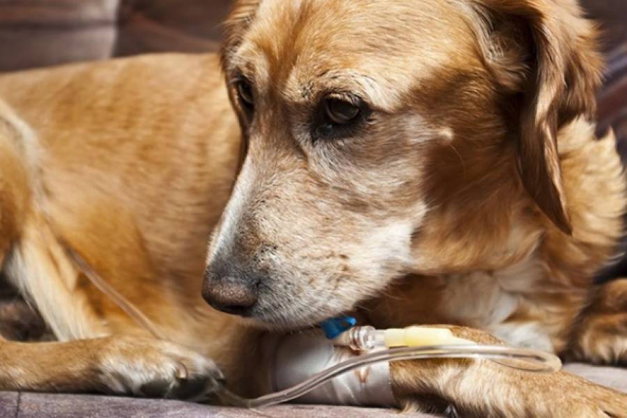 SURTO DE DOENÇA TRANSMITIDA POR VÍRUS MATA CÃES EM VÁRIOS BAIRROS DE VILHENA E LOTA CLÍNICA VETERINÁRIA - News Rondônia