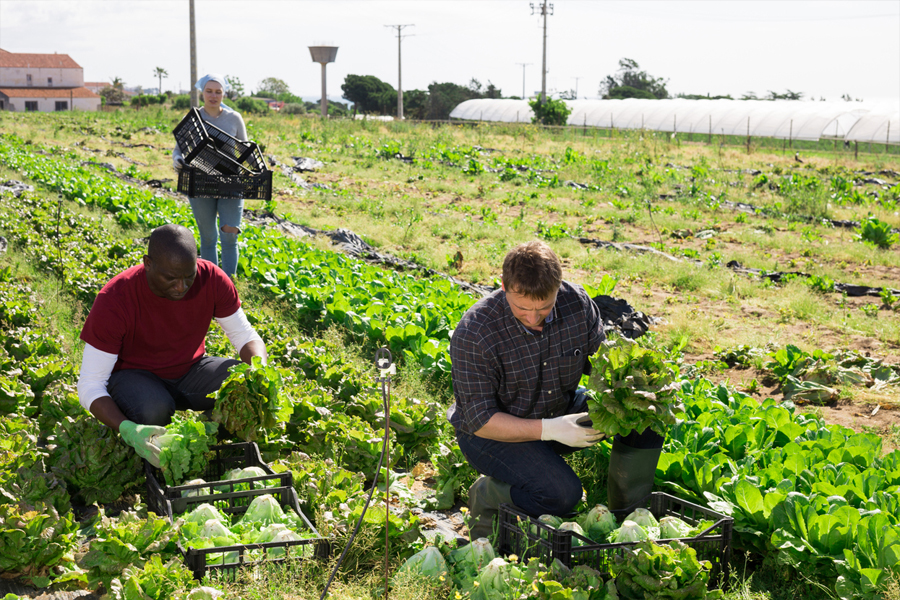 Novo Boletim da Agricultura Familiar dá destaque para cadeia produtiva do leite - News Rondônia