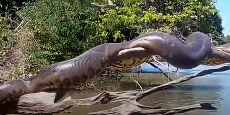 VIRALIZOU: Vídeo de anaconda brasileira tomando sol roda o mundo; assista - News Rondônia
