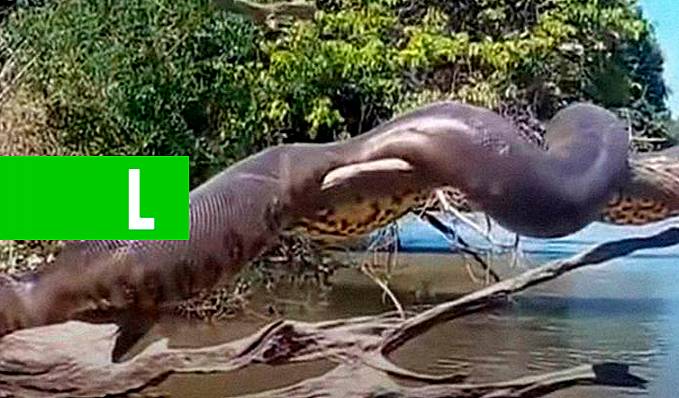 VIRALIZOU: Vídeo de anaconda brasileira tomando sol roda o mundo; assista - News Rondônia