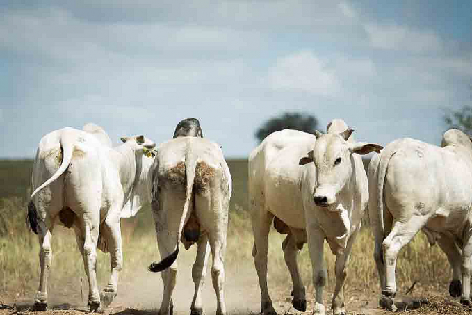 Exportação de carne bovina do Brasil recua 18% em maio e acumula queda no ano - News Rondônia