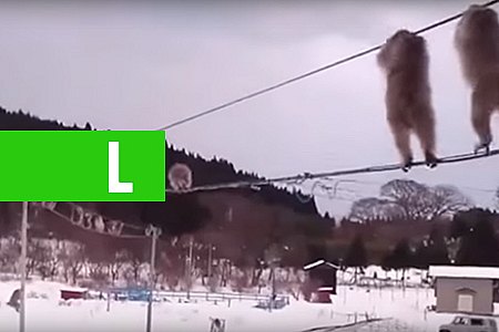 MACACOS PASSEIAM NA CORDA BAMBA NO JAPÃO E VIRALIZAM - VÍDEO - News Rondônia